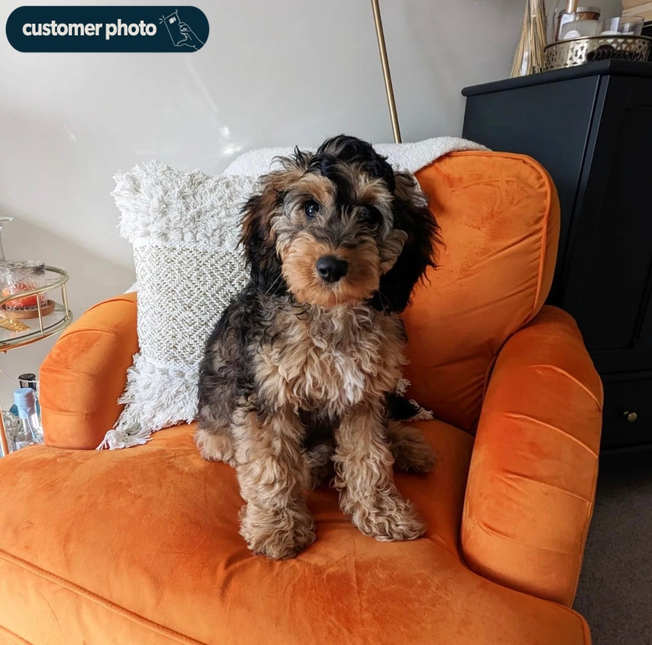 Velvet Armchair Upholstered Accent Chair Plush and Modern